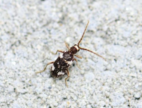 Réf. 321 828 : Ptinus sexpunctatus